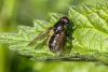 Cheilosia sp.